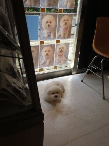 トイ・プードルペットホテル様子おさんぽ犬おあずかり文京区フントヒュッテ東京トイプードルトリミング画像都内ペットホテル駒込_81.jpg