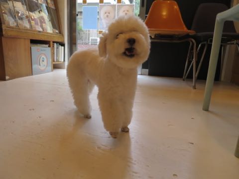 トイ・プードルペットホテル様子おさんぽ犬おあずかり文京区フントヒュッテ東京トイプードルトリミング画像都内ペットホテル駒込_92.jpg