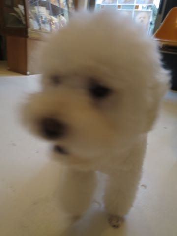 トイ・プードルペットホテル様子おさんぽ犬おあずかり文京区フントヒュッテ東京トイプードルトリミング画像都内ペットホテル駒込_95.jpg