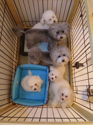 トイ・プードルペットホテル様子おさんぽ犬おあずかり文京区フントヒュッテ東京トイプードルトリミング画像都内ペットホテル駒込_98.jpg