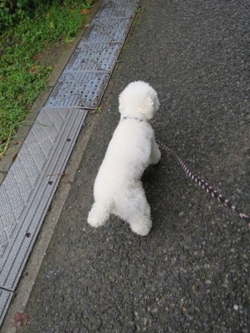 トイ・プードルペットホテル様子おさんぽ犬おあずかり文京区フントヒュッテ東京トイプードルトリミング画像都内ペットホテル駒込_102.jpg