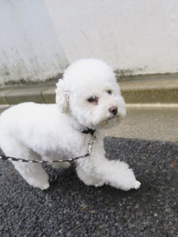 トイ・プードルペットホテル様子おさんぽ犬おあずかり文京区フントヒュッテ東京トイプードルトリミング画像都内ペットホテル駒込_103.jpg