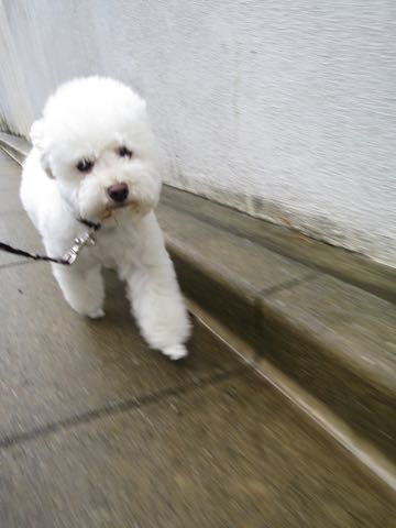 トイ・プードルペットホテル様子おさんぽ犬おあずかり文京区フントヒュッテ東京トイプードルトリミング画像都内ペットホテル駒込_104.jpg