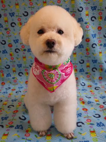 トイ・プードルペットホテル様子おさんぽ犬おあずかり文京区フントヒュッテ東京トイプードルトリミング画像都内ペットホテル駒込_105.jpg