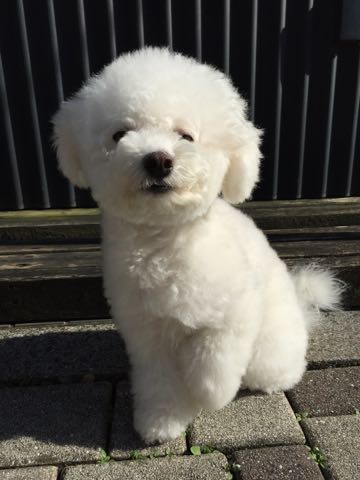 ビションフリーゼトリミング文京区フントヒュッテ駒込ビションフリーゼテディベアカット画像犬カットモデル都内ビショントリミングサロン東京hundehutte_18.jpg