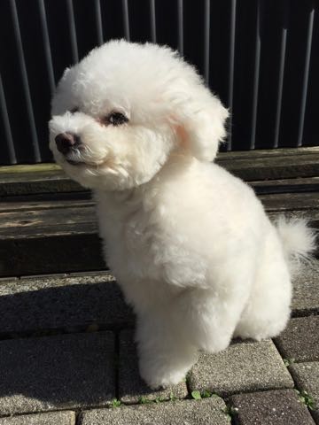 ビションフリーゼトリミング文京区フントヒュッテ駒込ビションフリーゼテディベアカット画像犬カットモデル都内ビショントリミングサロン東京hundehutte_19.jpg
