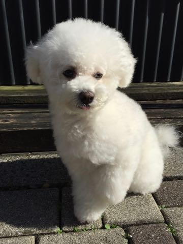 ビションフリーゼトリミング文京区フントヒュッテ駒込ビションフリーゼテディベアカット画像犬カットモデル都内ビショントリミングサロン東京hundehutte_20.jpg