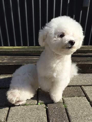 ビションフリーゼトリミング文京区フントヒュッテ駒込ビションフリーゼテディベアカット画像犬カットモデル都内ビショントリミングサロン東京hundehutte_21.jpg