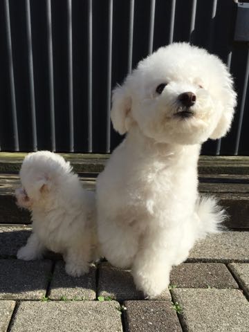 ビションフリーゼトリミング文京区フントヒュッテ駒込ビションフリーゼテディベアカット画像犬カットモデル都内ビショントリミングサロン東京hundehutte_22.jpg