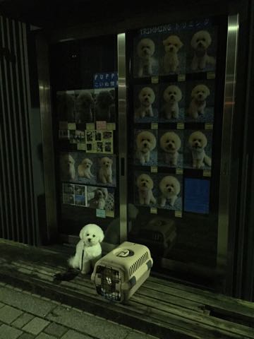 ビションフリーゼトリミング文京区フントヒュッテ駒込ビションフリーゼテディベアカット画像犬カットモデル都内ビショントリミングサロン東京hundehutte_23.jpg