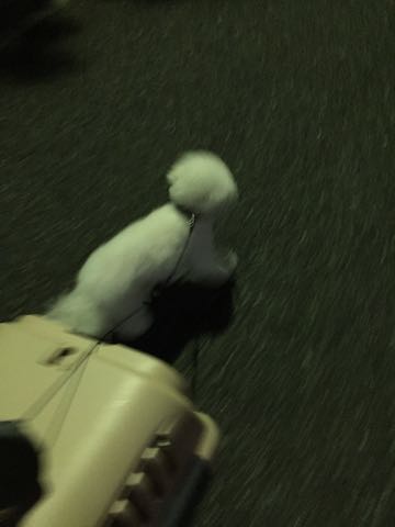 ビションフリーゼトリミング文京区フントヒュッテ駒込ビションフリーゼテディベアカット画像犬カットモデル都内ビショントリミングサロン東京hundehutte_24.jpg