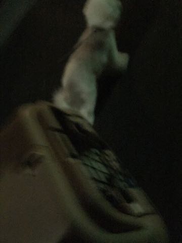 ビションフリーゼトリミング文京区フントヒュッテ駒込ビションフリーゼテディベアカット画像犬カットモデル都内ビショントリミングサロン東京hundehutte_26.jpg