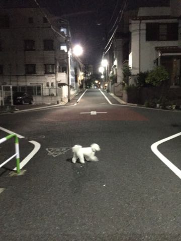 ビションフリーゼトリミング文京区フントヒュッテ駒込ビションフリーゼテディベアカット画像犬カットモデル都内ビショントリミングサロン東京hundehutte_28.jpg