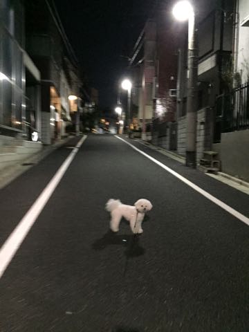 ビションフリーゼトリミング文京区フントヒュッテ駒込ビションフリーゼテディベアカット画像犬カットモデル都内ビショントリミングサロン東京hundehutte_29.jpg