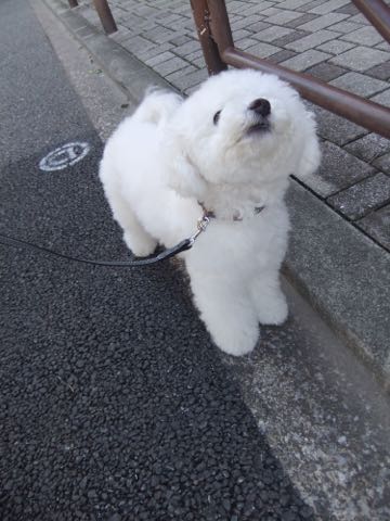 ビションフリーゼトリミング文京区フントヒュッテ駒込ビションフリーゼテディベアカット画像犬カットモデル都内ビショントリミングサロン東京hundehutte_30.jpg