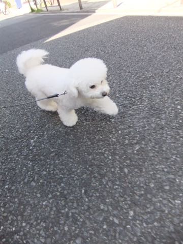 ビションフリーゼトリミング文京区フントヒュッテ駒込ビションフリーゼテディベアカット画像犬カットモデル都内ビショントリミングサロン東京hundehutte_31.jpg