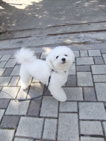 ビションフリーゼトリミング文京区フントヒュッテ駒込ビションフリーゼテディベアカット画像犬カットモデル都内ビショントリミングサロン東京hundehutte_33.jpg