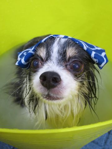 チワワトリミング文京区フントヒュッテ駒込犬歯垢歯石除去犬歯磨きゼオライトデンタルケア東京チワワ温泉画像チワワトリミング料金_12.jpg