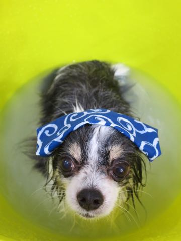チワワトリミング文京区フントヒュッテ駒込犬歯垢歯石除去犬歯磨きゼオライトデンタルケア東京チワワ温泉画像チワワトリミング料金_13.jpg