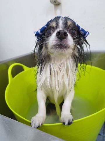 チワワトリミング文京区フントヒュッテ駒込犬歯垢歯石除去犬歯磨きゼオライトデンタルケア東京チワワ温泉画像チワワトリミング料金_14.jpg