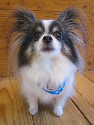 チワワトリミング文京区フントヒュッテ駒込犬歯垢歯石除去犬歯磨きゼオライトデンタルケア東京チワワ温泉画像チワワトリミング料金_15.jpg