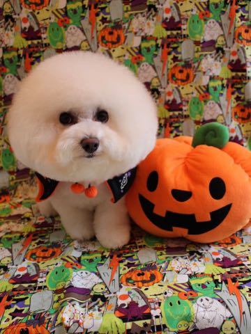 ビションフリーゼトリミング文京区フントヒュッテ駒込ビションカットモデル画像犬歯磨きゼオライトデンタルケア都内ハーブパック効果犬温泉東京ビション丸_22.jpg