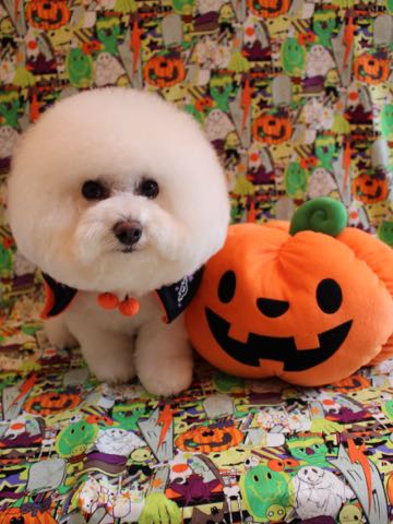 ビションフリーゼトリミング文京区フントヒュッテ駒込ビションカットモデル画像犬歯磨きゼオライトデンタルケア都内ハーブパック効果犬温泉東京ビション丸_23.jpg