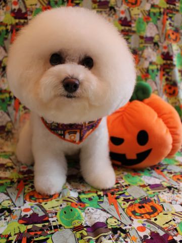ビションフリーゼトリミング文京区フントヒュッテ駒込ビションカットモデル画像犬歯磨きゼオライトデンタルケア都内ハーブパック効果犬温泉東京ビション丸_24.jpg