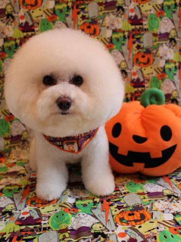 ビションフリーゼトリミング文京区フントヒュッテ駒込ビションカットモデル画像犬歯磨きゼオライトデンタルケア都内ハーブパック効果犬温泉東京ビション丸_25.jpg