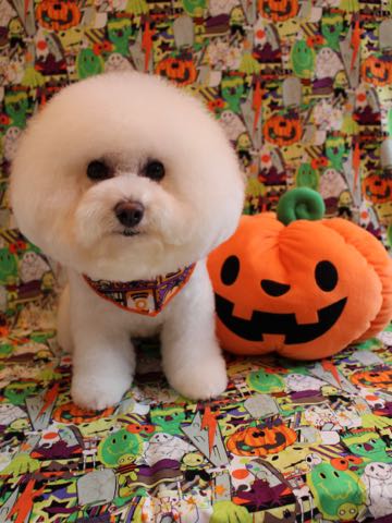 ビションフリーゼトリミング文京区フントヒュッテ駒込ビションカットモデル画像犬歯磨きゼオライトデンタルケア都内ハーブパック効果犬温泉東京ビション丸_26.jpg