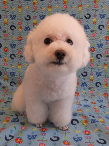 トイ・プードルペットホテル様子おさんぽ犬おあずかり文京区フントヒュッテ東京トイプードルトリミング画像都内ペットホテル駒込_106.jpg