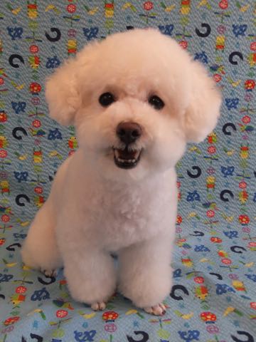 トイ・プードルペットホテル様子おさんぽ犬おあずかり文京区フントヒュッテ東京トイプードルトリミング画像都内ペットホテル駒込_107.jpg