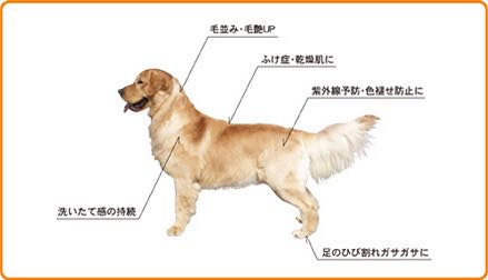 Pet-CoolペットクールBodyCareボディケア涙ヤケ改善犬皮膚トラブル改善画像シルク&コラーゲン犬静電気防止除菌消臭剤オススメウィルス&スメル犬用品フントヒュッテ_s13.jpg