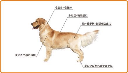 Pet-CoolペットクールBodyCareボディケア涙ヤケ改善犬皮膚トラブル改善画像シルク＆コラーゲン犬静電気防止除菌消臭剤オススメウィルス＆スメル犬用品フントヒュッテ_s13.jpg