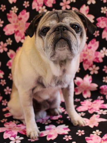 パグトリミング画像フントヒュッテ文京区ペットホテル様子おさんぽ犬おあずかり東京パグ夏短頭種とは鼻ぺちゃ犬パグ性格特徴色Pug_110.jpg