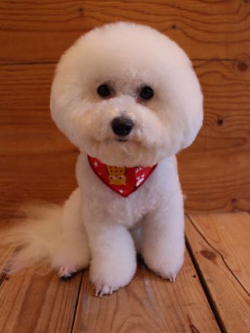 ビションフリーゼトリミング文京区フントヒュッテ駒込ビションカットスタイル画像犬歯磨き歯垢歯石除去ゼオライトデンタルケア東京犬温泉効能_21.jpg