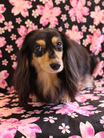 ダックスペットホテル様子おさんぽ犬おあずかり文京区フントヒュッテ東京ダックストリミング画像都内ペットホテル駒込カニヘンダックスカニンヘンダックス_147.jpg