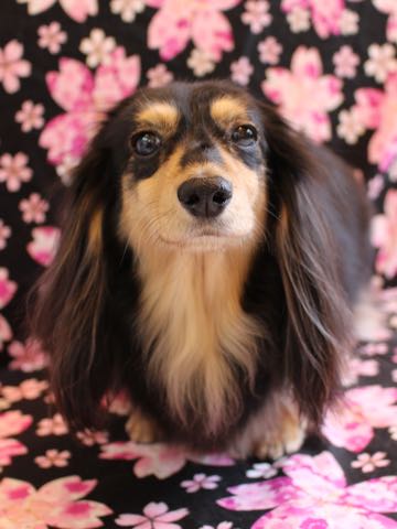 ダックスペットホテル様子おさんぽ犬おあずかり文京区フントヒュッテ東京ダックストリミング画像都内ペットホテル駒込カニヘンダックスカニンヘンダックス_148.jpg