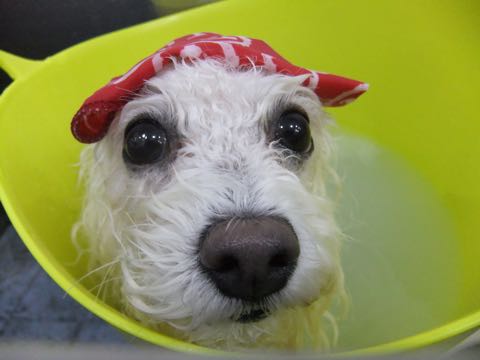 ビションフリーゼトリミング文京区フントヒュッテ駒込ビションカットモデル画像犬歯磨きゼオライトデンタルケア都内ハーブパック効果犬温泉東京ビション丸_29.jpg