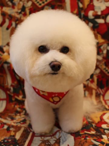 ビションフリーゼトリミング文京区フントヒュッテ駒込ビションカットモデル画像犬歯磨きゼオライトデンタルケア都内ハーブパック効果犬温泉東京ビション丸_31.jpg