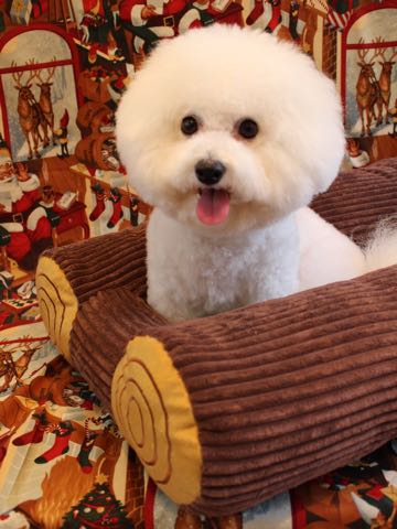 ビションフリーゼトリミング文京区フントヒュッテ駒込ビションカットスタイル画像犬歯磨き歯垢歯石除去ゼオライトデンタルケア東京犬温泉効能_23.jpg