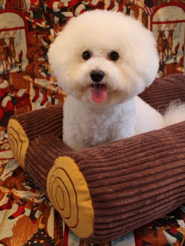 ビションフリーゼトリミング文京区フントヒュッテ駒込ビションカットスタイル画像犬歯磨き歯垢歯石除去ゼオライトデンタルケア東京犬温泉効能_24.jpg