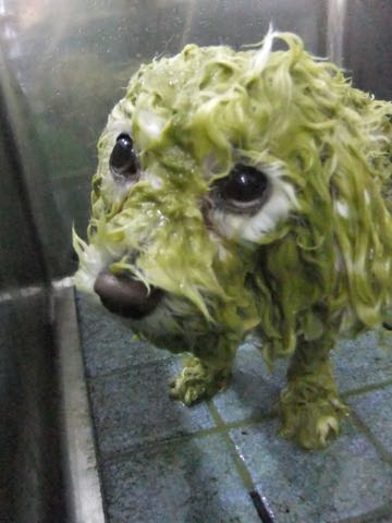 ビションフリーゼトリミング文京区フントヒュッテ駒込ビションカットモデル画像犬歯磨きゼオライトデンタルケア都内ハーブパック効果犬温泉東京ビション丸_34.jpg
