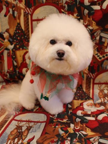 ビションフリーゼトリミング文京区フントヒュッテ駒込ビションカットモデル画像犬歯磨きゼオライトデンタルケア都内ハーブパック効果犬温泉東京ビション丸_35.jpg