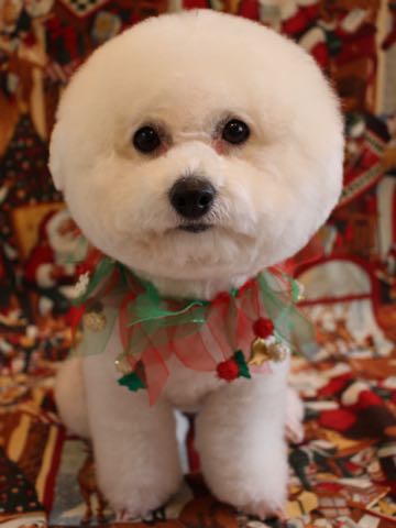 ビションフリーゼトリミング文京区フントヒュッテ駒込ビションカットスタイル画像犬歯磨き歯垢歯石除去ゼオライトデンタルケア東京犬温泉効能_27.jpg