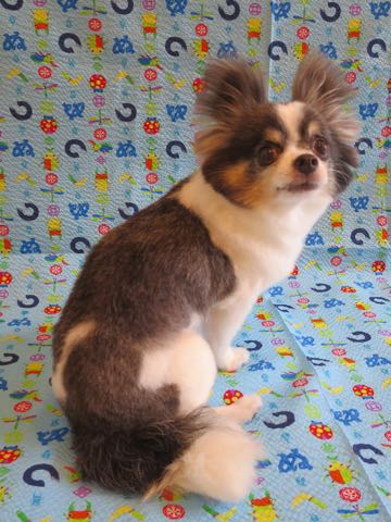 チワワトリミング文京区フントヒュッテ駒込犬歯垢歯石除去犬歯磨きゼオライトデンタルケア東京チワワ温泉画像チワワトリミング料金_31.jpg
