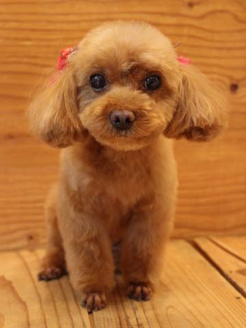 トイ・プードルモヒカンカット画像トイプードルトリミング文京区フントヒュッテ犬歯垢歯石除去歯磨きゼオライトデンタルケア犬温泉東京_80.jpg