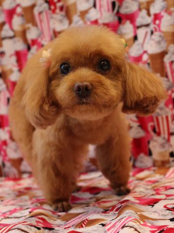 トイ・プードルモヒカンカット画像トイプードルトリミング文京区フントヒュッテ犬歯垢歯石除去歯磨きゼオライトデンタルケア犬温泉東京_82.jpg