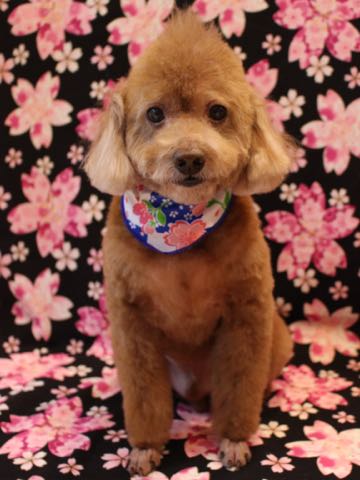トイ・プードルモヒカンカット画像トイプードルトリミング文京区フントヒュッテ犬歯垢歯石除去歯磨きゼオライトデンタルケア犬温泉東京_83.jpg