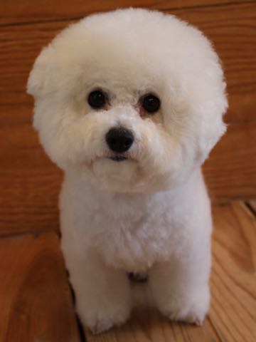 ビションフリーゼトリミング文京区フントヒュッテ駒込ビションカットスタイル画像犬歯磨き歯垢歯石除去ゼオライトデンタルケア東京犬温泉効能_30.jpg